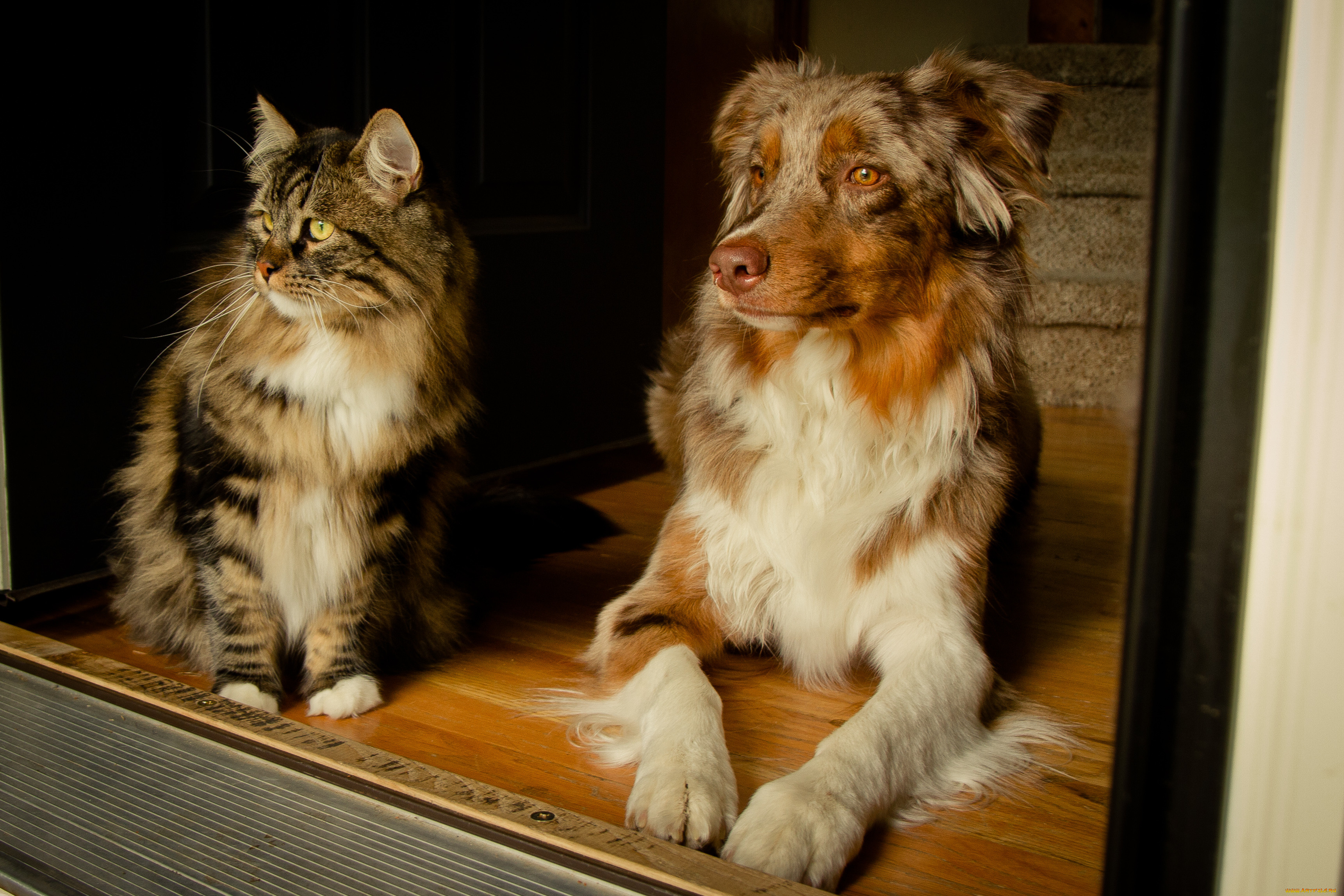 Кошка пес. Кошки и собаки. Животные для дома. Гибрид кошки и собаки. Фото кошек и собак.